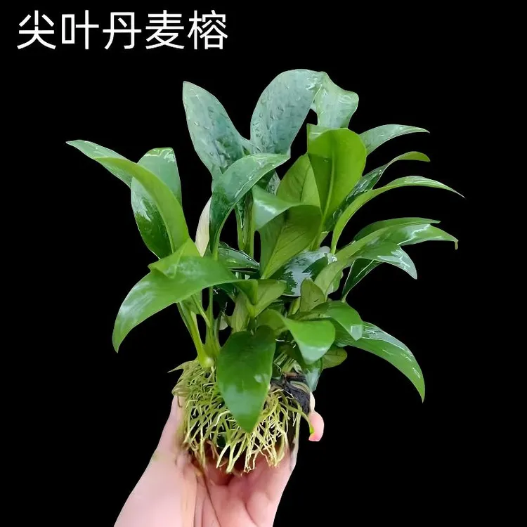 尖叶丹麦榕小坨草水榕水草植物鱼缸造景阴性淡水活体好养懒人新手