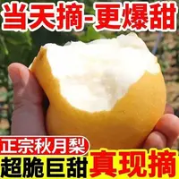 秋月梨新鲜现摘脆甜多汁细嫩化渣当季水果