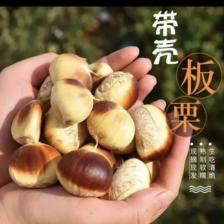[中通快递]新鲜现摘白壳花壳嫩板栗熟吃粉糯即食可做菜煲汤