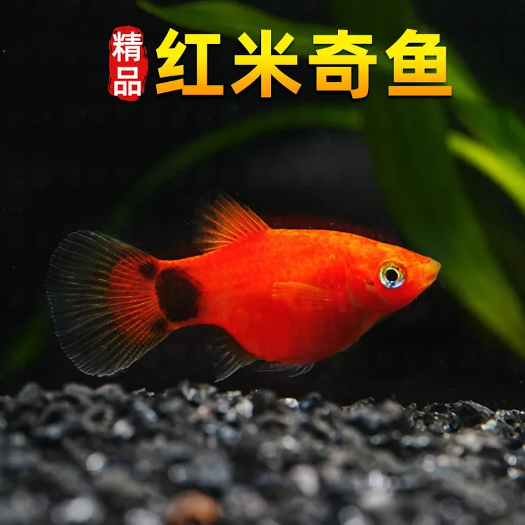 *20条米奇胎生鱼直接生小鱼红色小型热带观赏鱼好养耐活新手练手