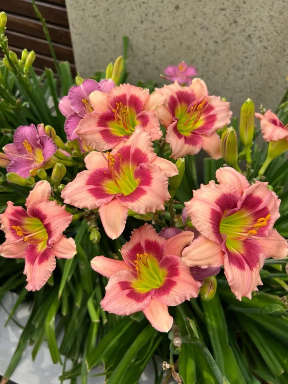 进口大花萱草9个新品种