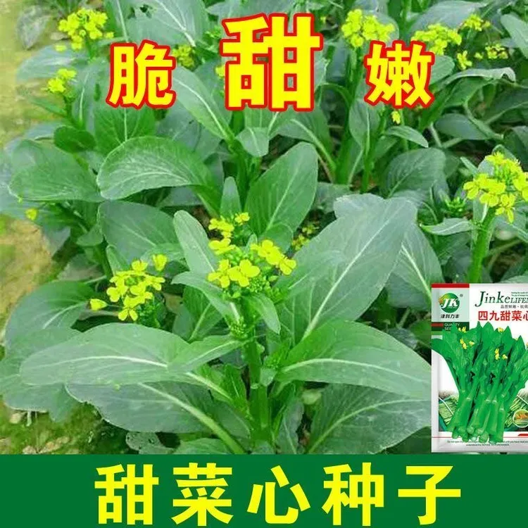 四季甜菜心种子春夏秋冬季广东四九菜心青菜种籽盆栽蔬菜种孑油青