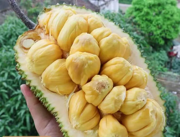 云南菠萝蜜现摘新鲜老品种超甜大树牛肚子果一整个发货包邮