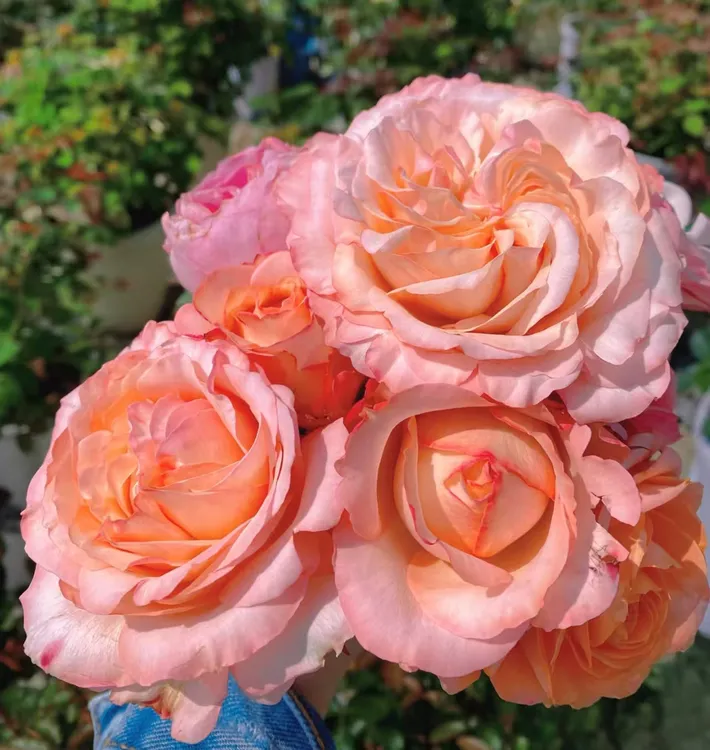 【花友坊】根接乔伊斯月季绿植大花浓香庭院阳台盆栽四季开花灌木