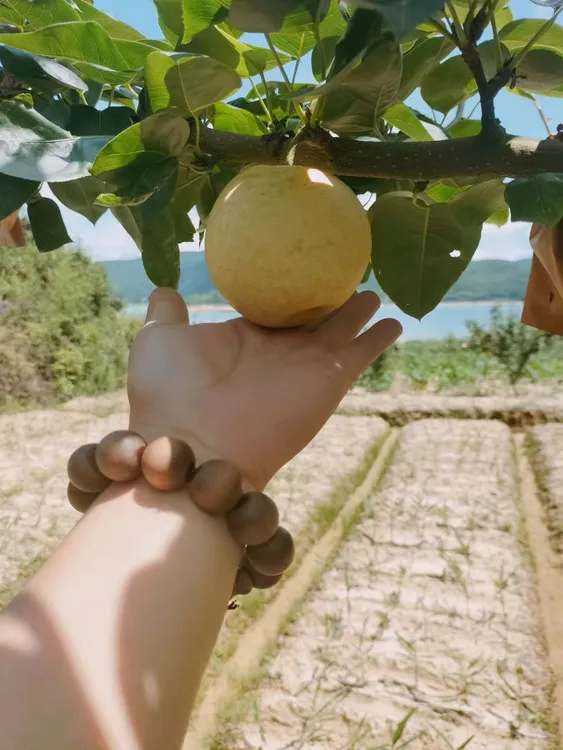自种潭岭水晶梨皮薄多汁