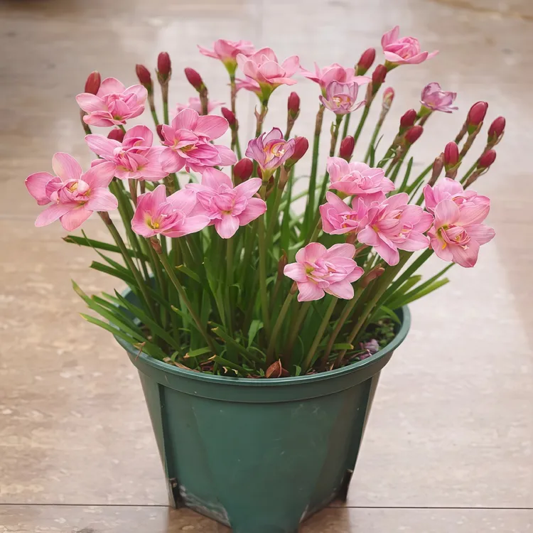 四季开花风雨兰种球易种盆栽耐热耐寒重瓣花种球葱兰绿植阳台庭院