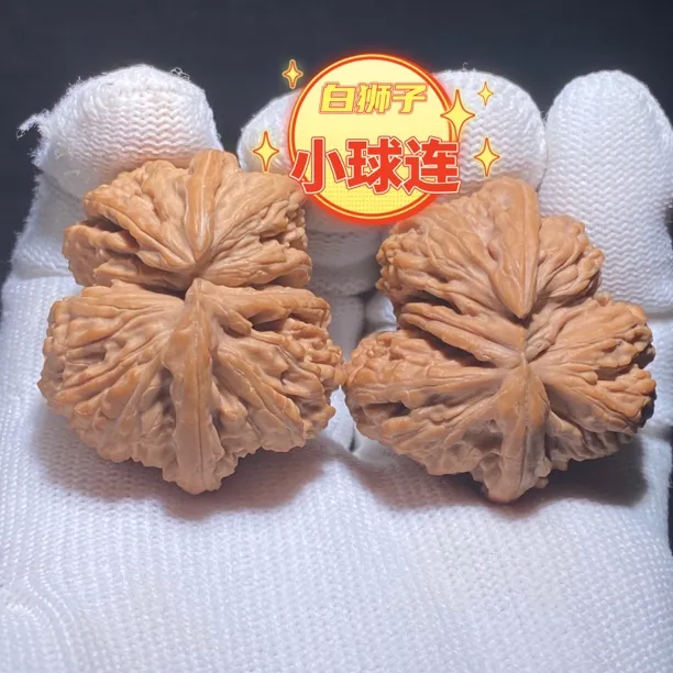 小球连 文玩核桃白狮子品种 精致小巧的一款 全品更难得 推荐款