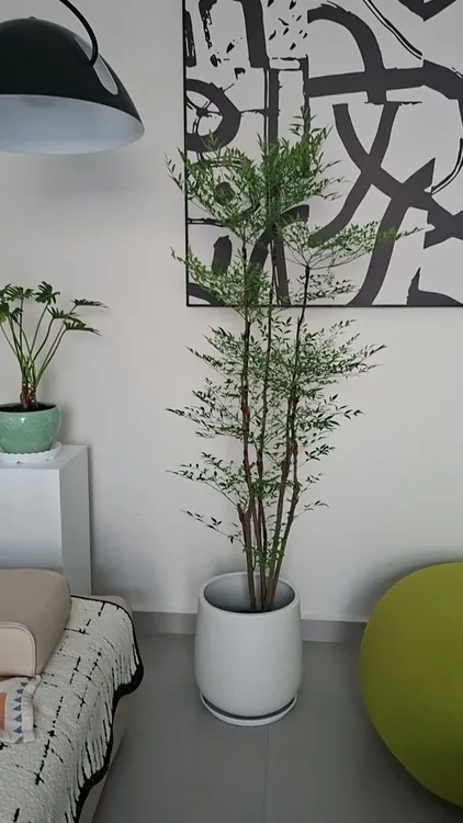 造型美观的南天竹盆栽落地老桩适合客厅办公室庭院造景