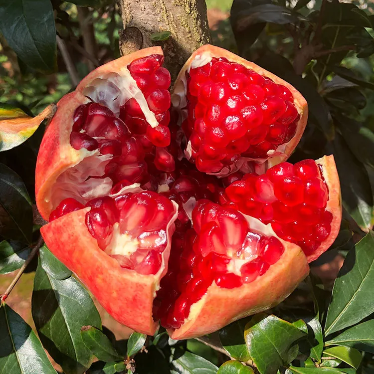 四川会理软籽石榴新鲜采摘鲜甜多汁不吐籽水果一口沦陷的鲜甜