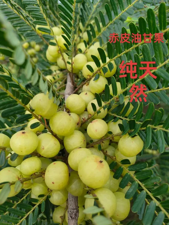 新鲜现摘油甘果赤皮中果余甘果牛甘果潮汕特产云南多依果