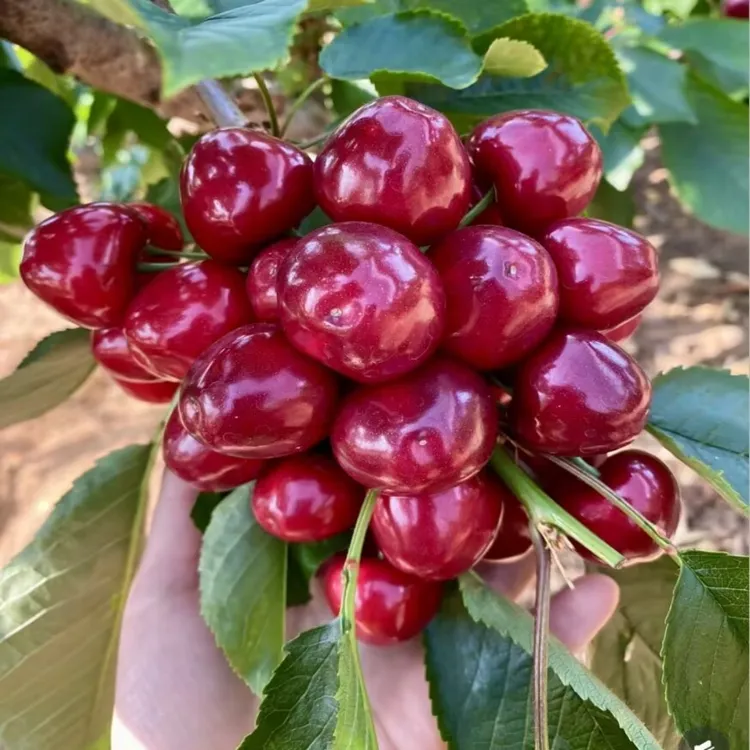 车厘子树苗正宗嫁接美早大樱桃树苗耐寒特大盆栽别墅庭院当年结果