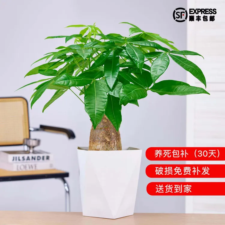 高品质粗杆大发财树室内绿植盆栽四季常青根系发达懒人植物