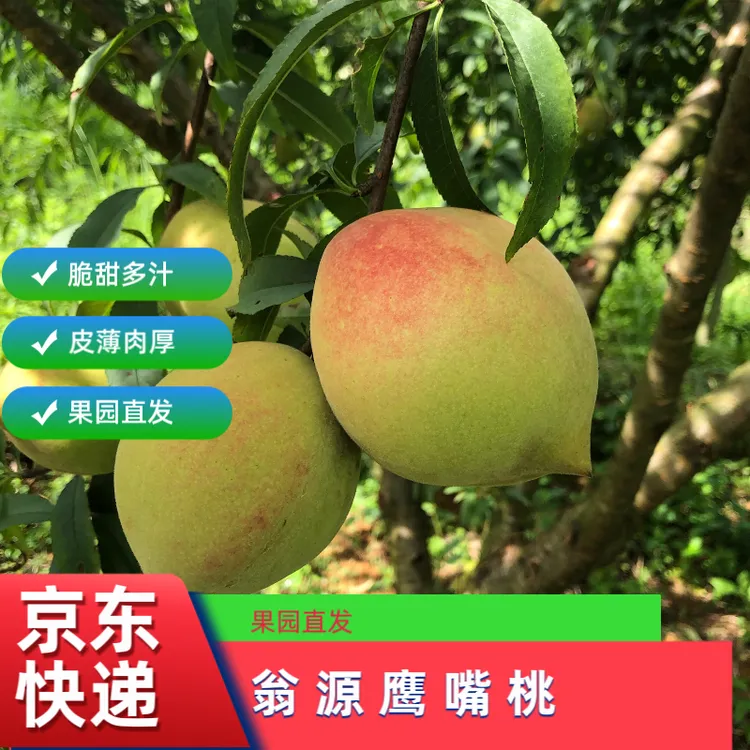 正宗翁源鹰嘴桃新鲜采摘非连平上坪鹰嘴蜜桃孕妇水果脆甜硬毛桃子