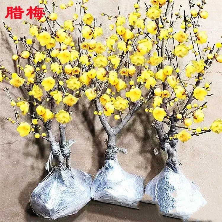 腊梅梅花盆栽地栽老桩浓香型耐寒植物冬天开花盆景庭院花卉带花苞