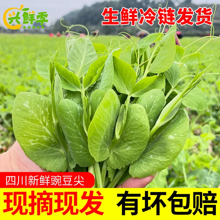 四川新鲜疏菜豌豆尖农家当季豌豆苗龙须菜火锅煮汤时令生鲜豌豆尖