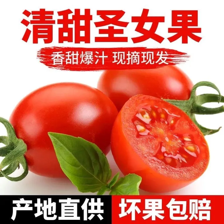 正宗广西百色圣女果颗颗饱满爆汁农家肥灌溉自然成熟小番茄包邮