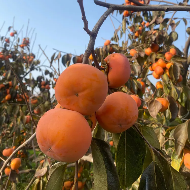 柿子陕西脆甜柿子硬柿子新鲜采摘当季水果