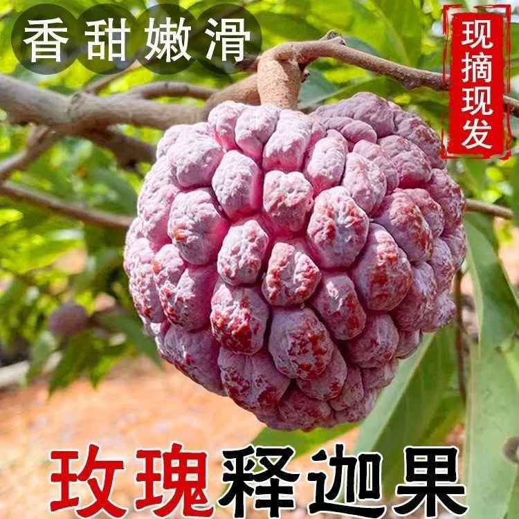 【顺丰空运】海南玫瑰释迦果恶魔果软糯香甜稀有水果3-5斤礼盒装