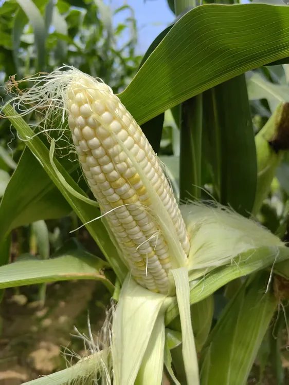 自家农场糯玉米（浙科糯17）