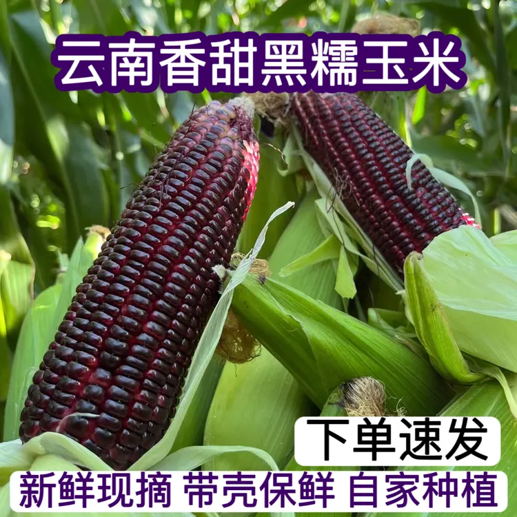 云南黑糯玉米新鲜现摘带皮香甜黏紫苞米低脂代餐孕妇宝宝辅食减脂