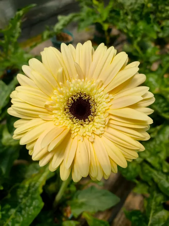 （蛋黄派）高杆非洲菊四季开花多年生宿根苗花卉地栽盆栽阳台庭院室