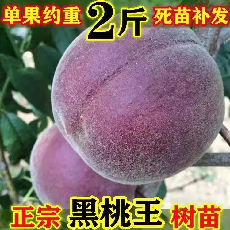 中华黑桃王桃树果苗嫁接新品种特大晚熟桃树苗黑桃皇后树苗冬桃苗
