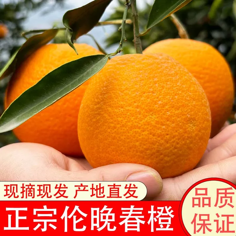 伦晚春橙新鲜现摘新鲜橙子产地直发脐橙田园季节奉节脐橙晚熟品种商品图