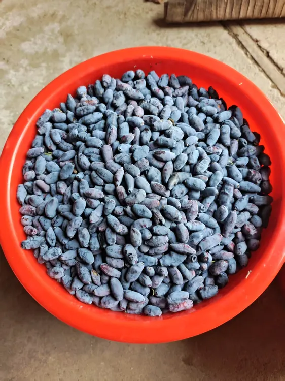 野生羊奶子/蓝靛果货到出汁介意勿拍。