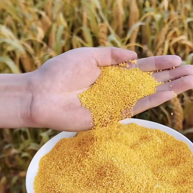 山东特产青石山黄小米月子米产地直发