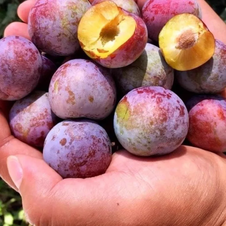 （顺丰冷链）四川汶川红脆李脱骨李冰糖新鲜李子脆甜多汁现摘现发