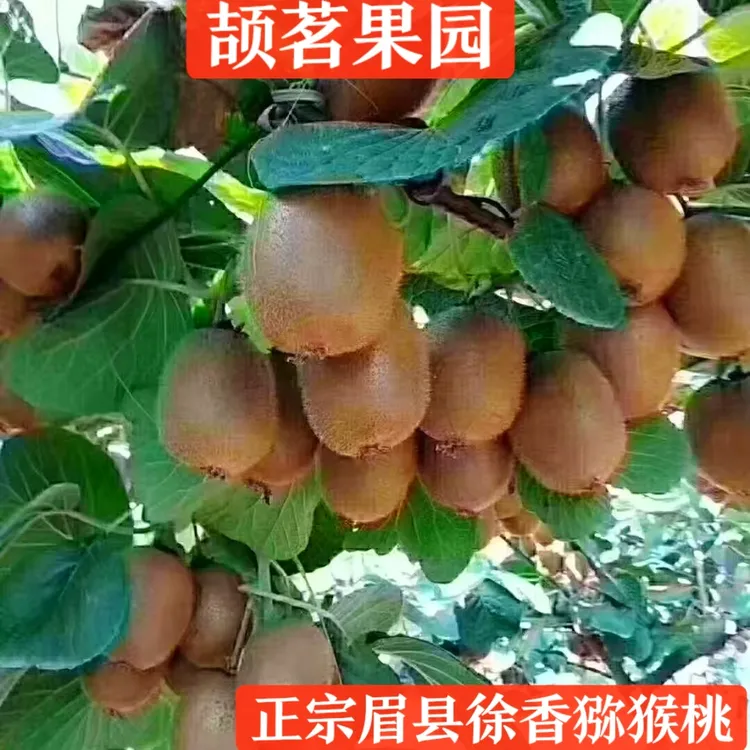 【颉茗果园】眉县徐香猕猴桃现摘现发