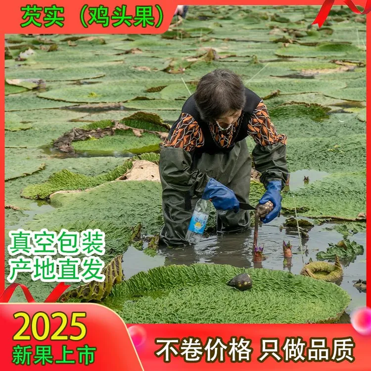 2025新果少量上市 天长鸡头果 中通包邮 二青中果【果粒均匀】 新鲜