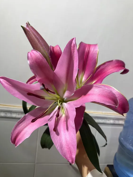 云南基地直发香水百合鲜花水养真花用于客厅插花