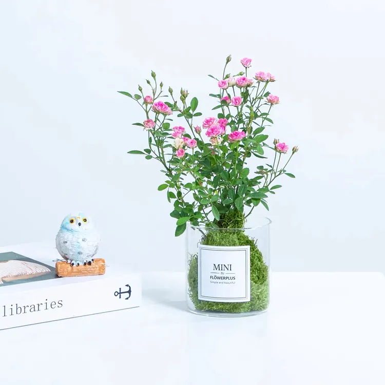 须惠姬月季盆栽四季开花室内客厅办公桌面花卉绿植苔藓球水培植物