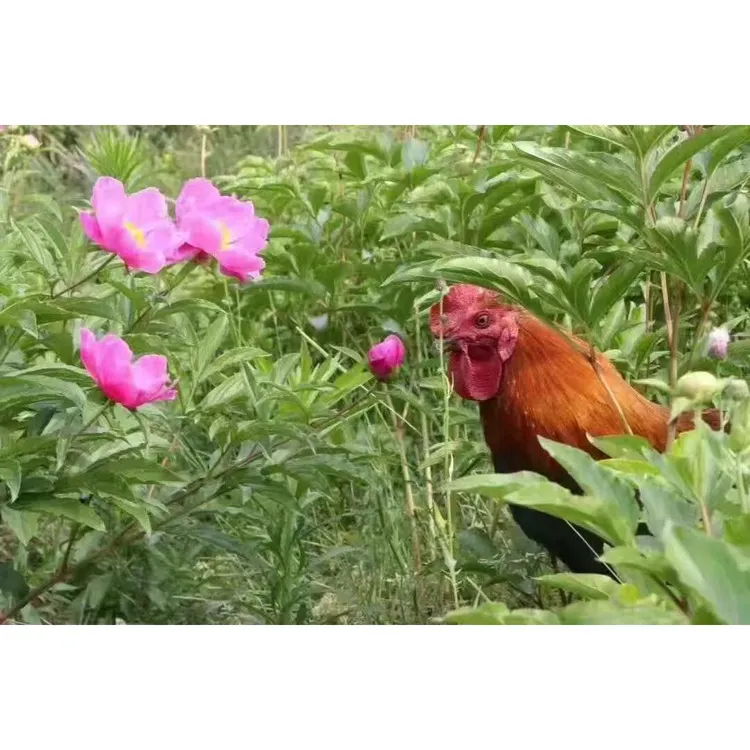 毛浴芍药鸡/适合炒辣子鸡（中药材芍药地里生态放养180天以上）
