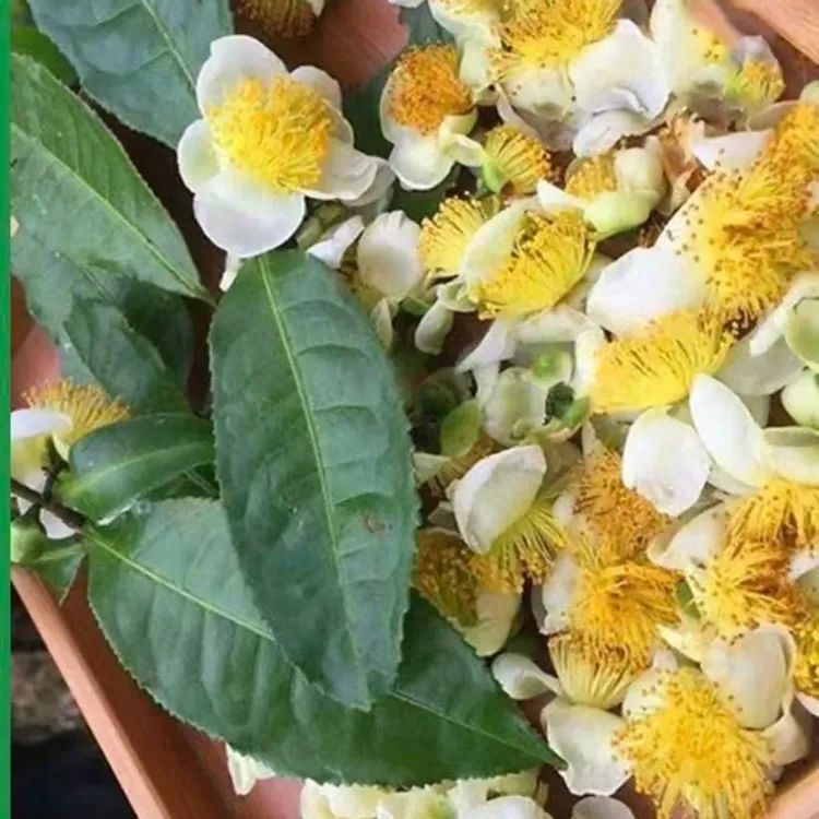 【通用链接】 500克