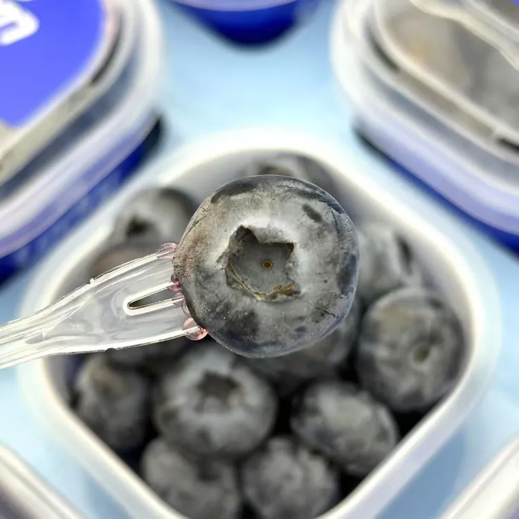 A当季限量 宝宝杯蓝莓BIueberry大果18+mm花香浓【京东包邮】