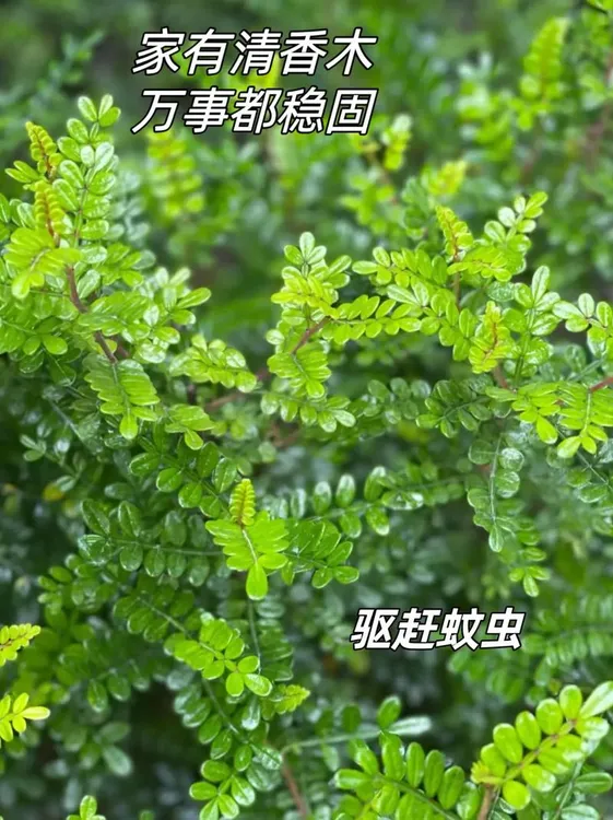 夏日驱蚊清香胡椒木  徐州基地直发清香胡椒木 造型盆景