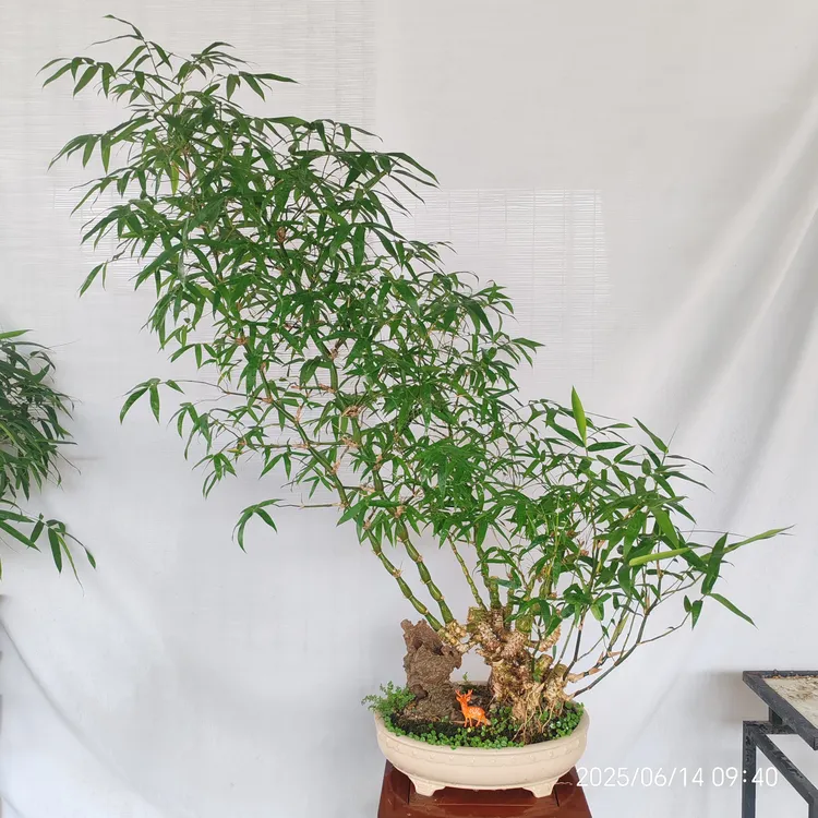 提根丛林式翡翠佛肚竹盆景老桩一物一拍办公桌室内阳台绿植盆栽苗