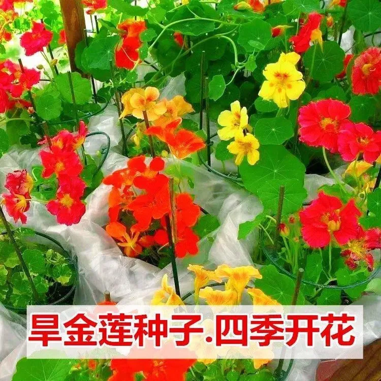 【旱金莲种子】多年生旱荷花种子金丝荷叶金莲花开花蔬菜种子四季种