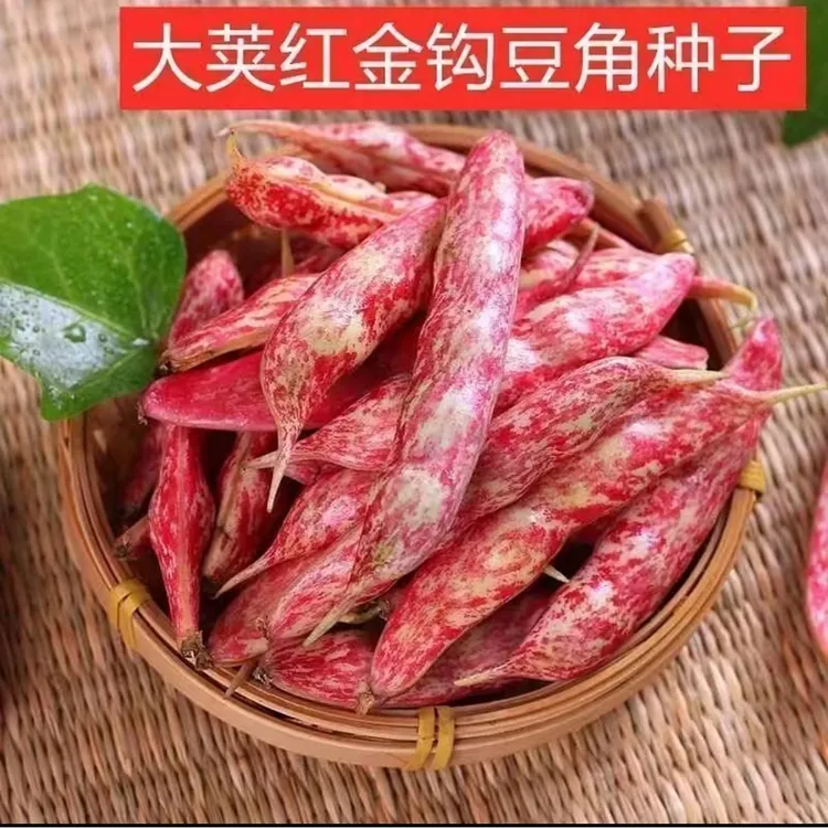 【花胖墩面豆角种子】家庭阳台小院盆栽地栽四季种植