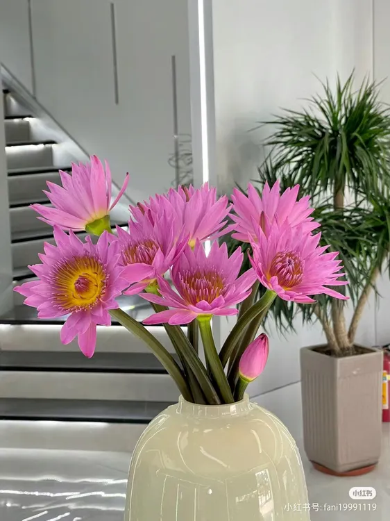 原盆原土水培睡莲带叶带土带花苞庭院阳台楼顶植物盆栽蓝色红色