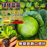 绿甘蓝苗包菜苗卷心菜苗水果甘蓝苗薄皮脆甜白菜大头包心菜耐寒