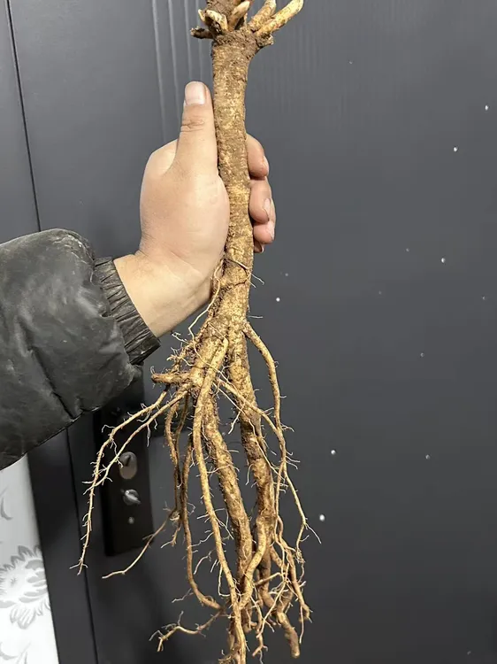 甘肃原产地新鲜精品黄芪整条泡水炖肉