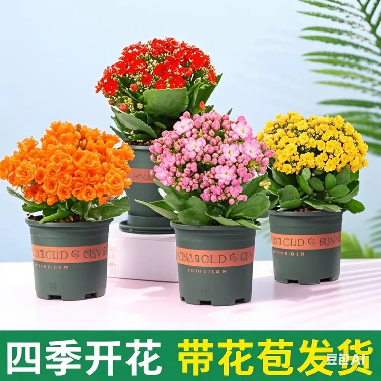 【带花苞发货】长寿花盆栽带花苞花卉重瓣四季开花观花植物室内绿植