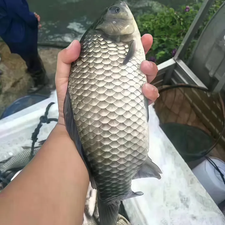 彭泽鲫鱼 大种彭泽鲫 淡水鱼 白鲫
