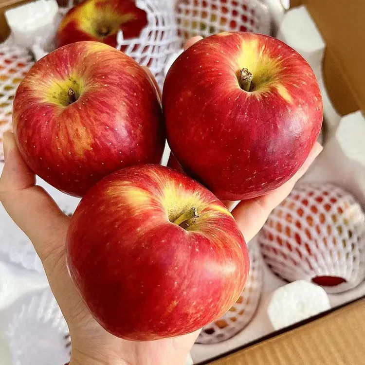 【顺丰快递】陕西华硕红苹果新鲜当季现摘果青红脆甜冰糖脆甜可口