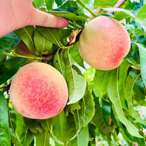 太行山下头茬超大水蜜桃毛桃现摘现发脆甜软硬两吃应季新鲜水果