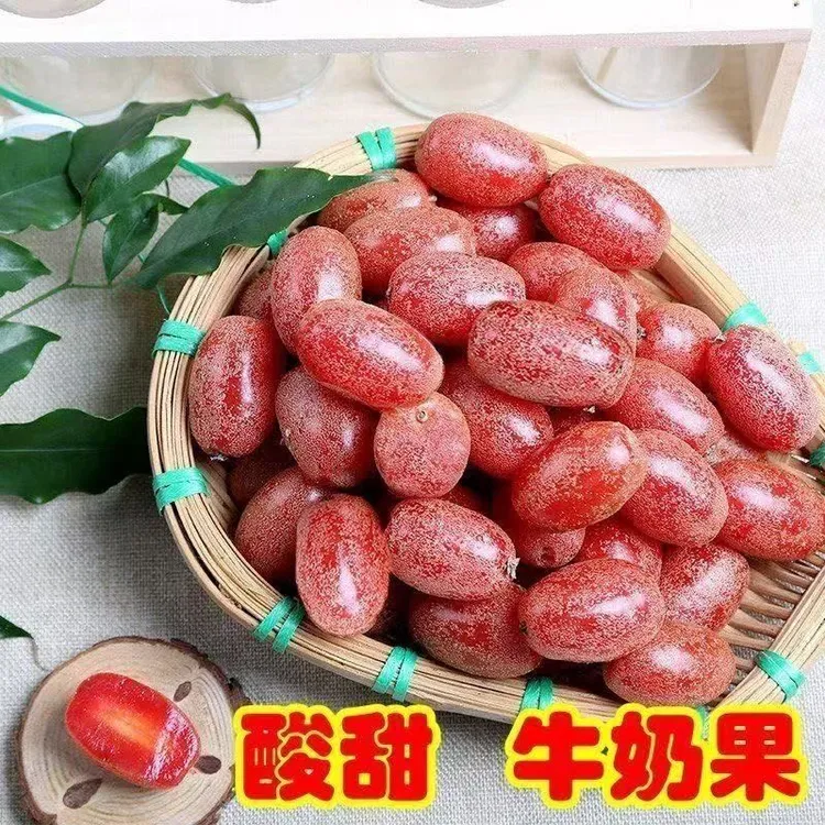 云南新鲜羊奶果酸甜可口孕妇水果当季现摘邮政航空包邮