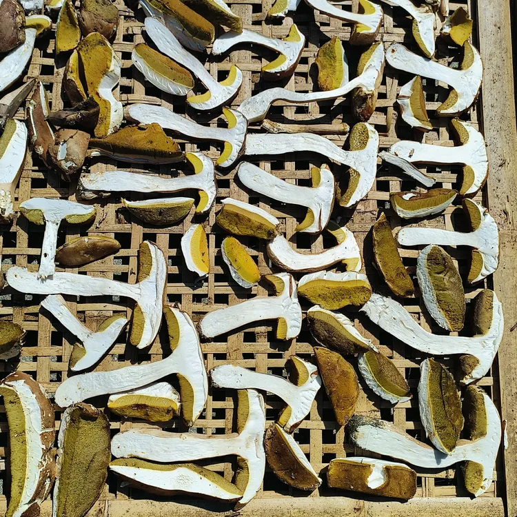 正宗伏牛山野生牛肝菌大脚菇干货煲汤佳品